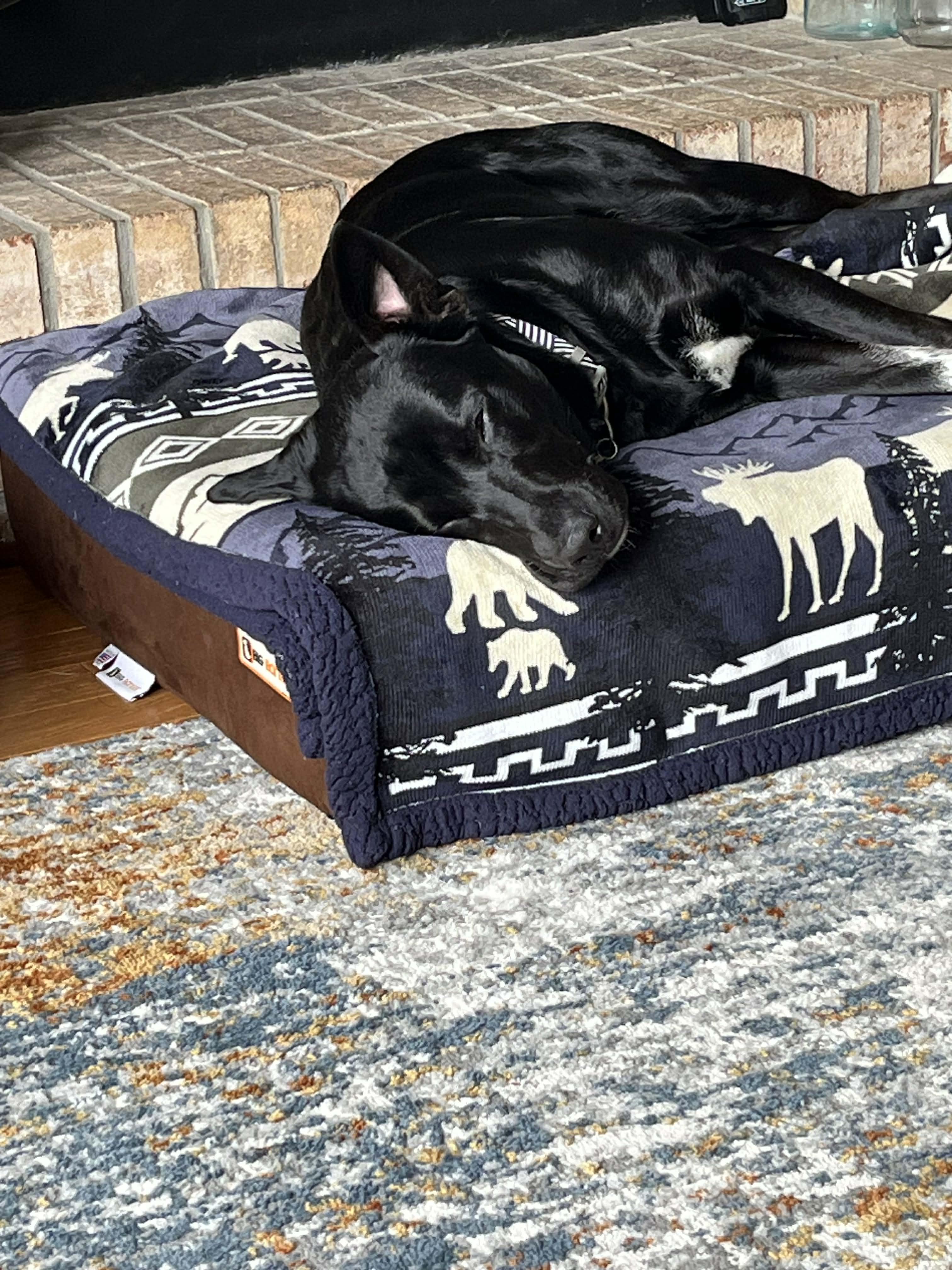 Daisy, a ADOPTABLE mixed breed in Lewisville, IN image 4/4