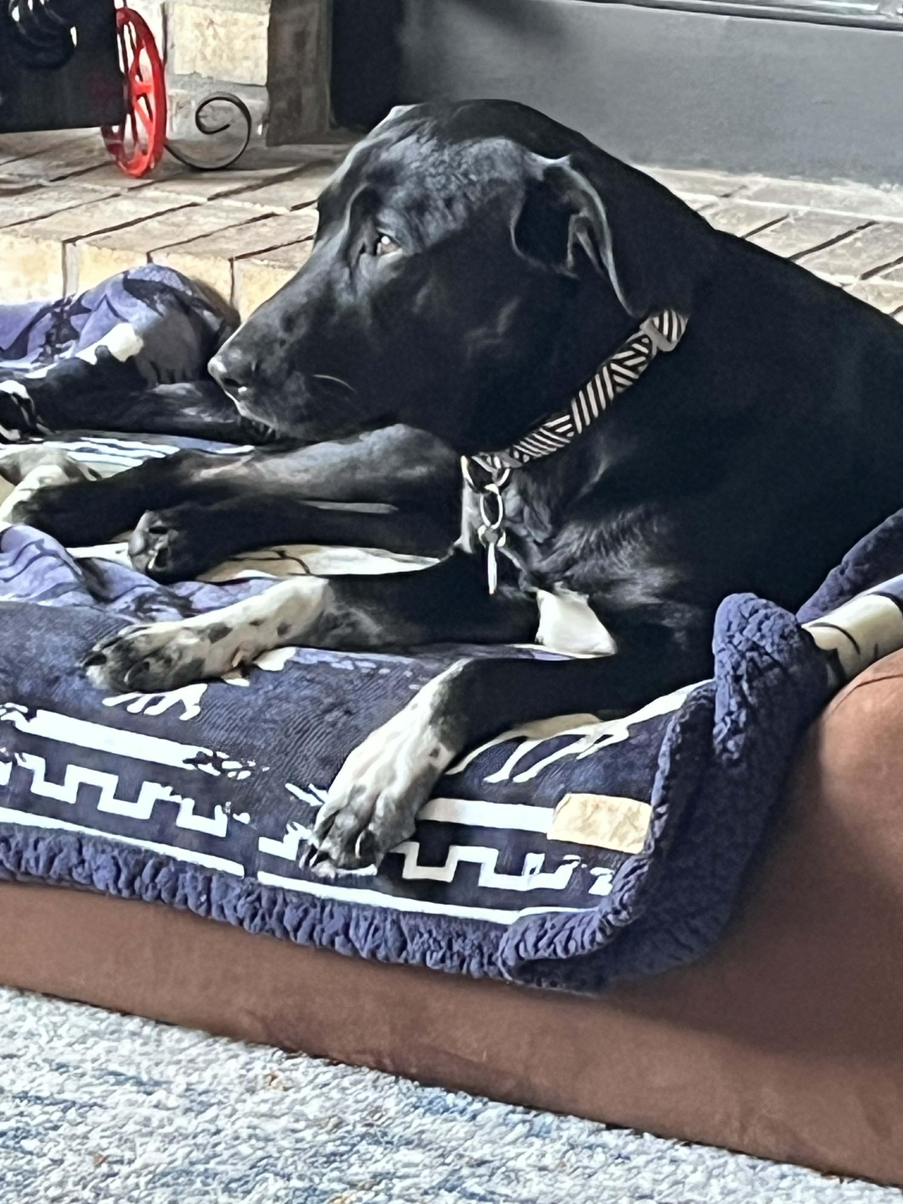 Daisy, a ADOPTABLE mixed breed in Lewisville, IN image 2/4