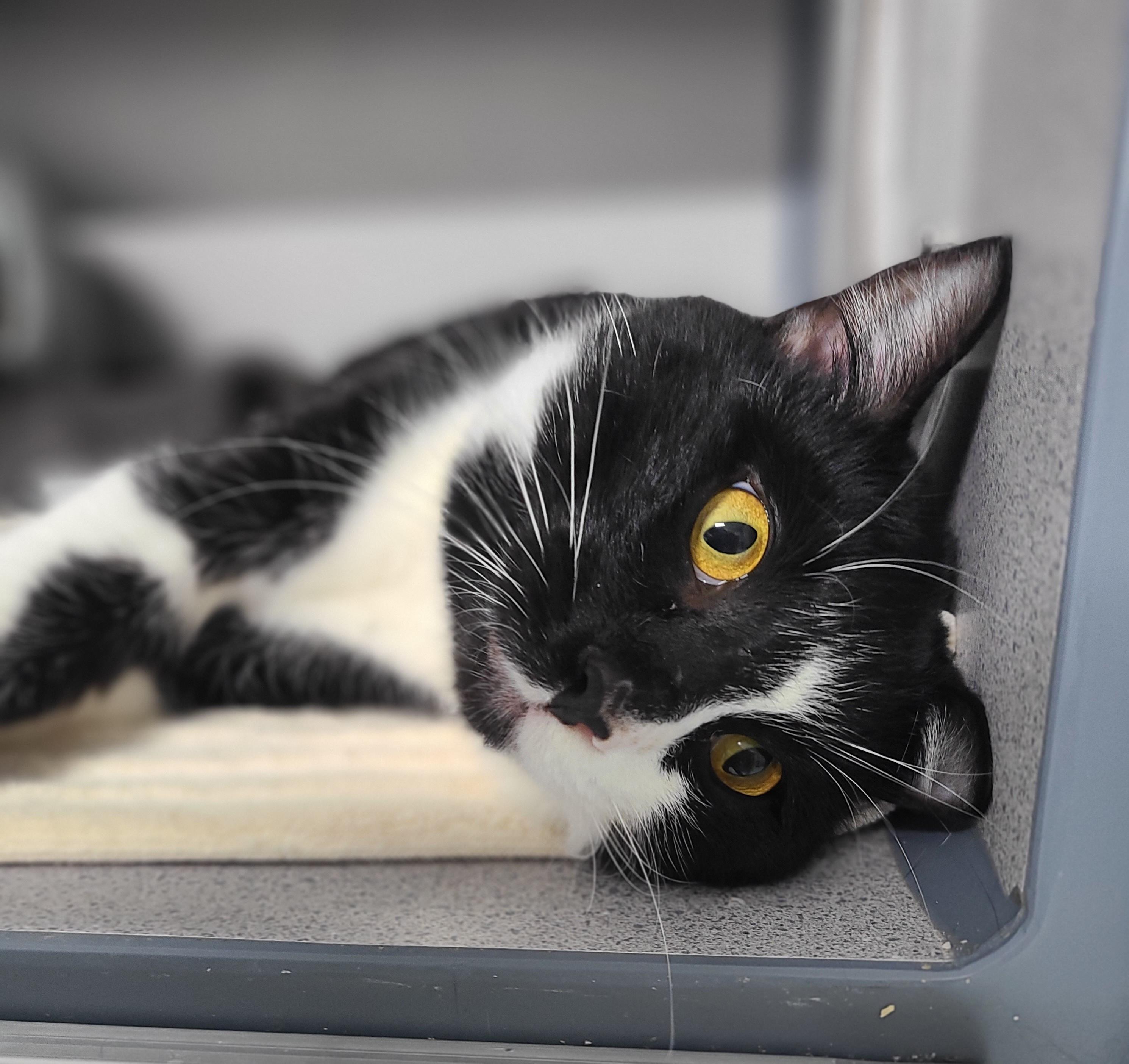 Seal, an adoptable Domestic Short Hair in Kirkland, WA image 2/3