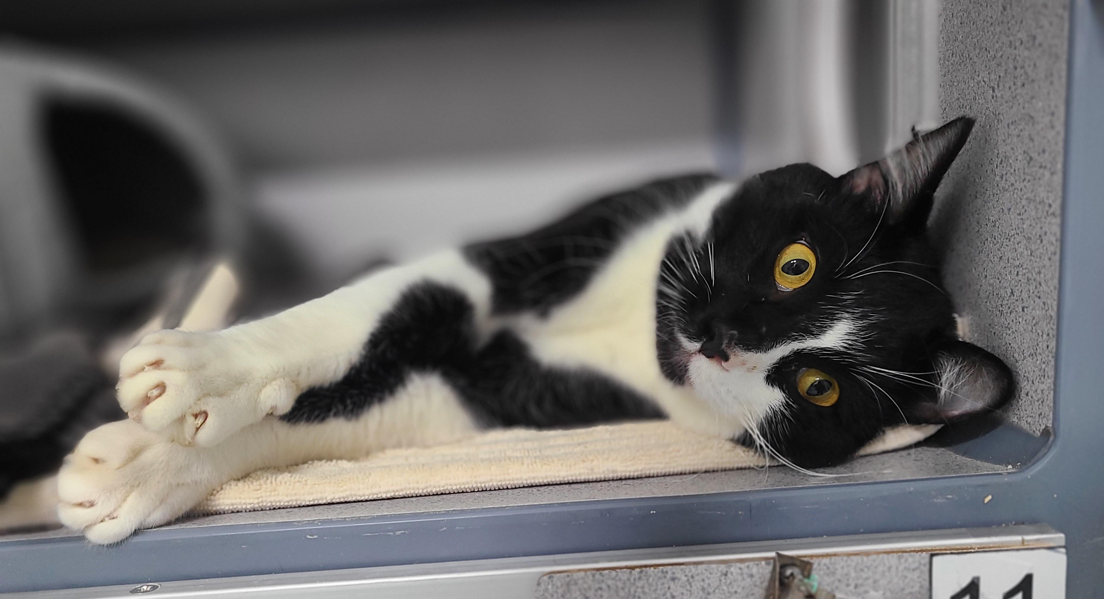 Seal, an adoptable Domestic Short Hair in Kirkland, WA image 3/3