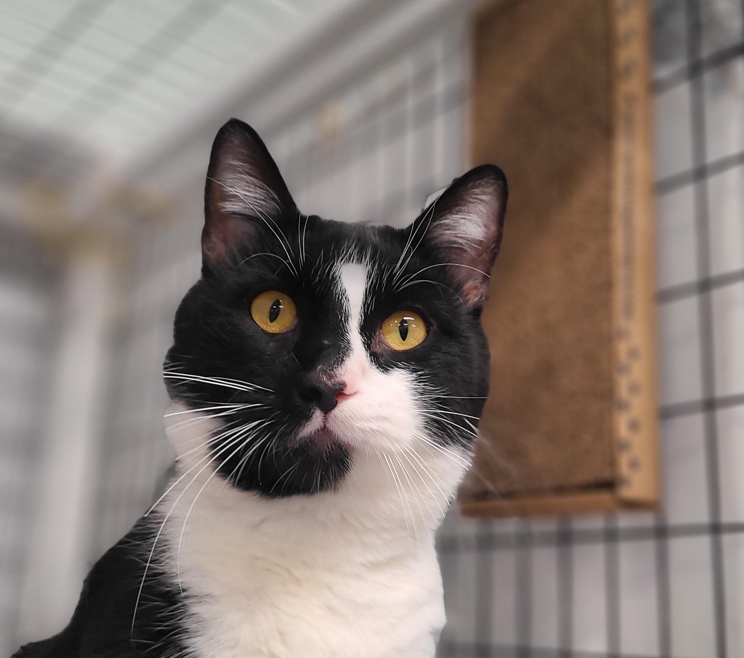 Seal, an adoptable Domestic Short Hair in Kirkland, WA image 1/3