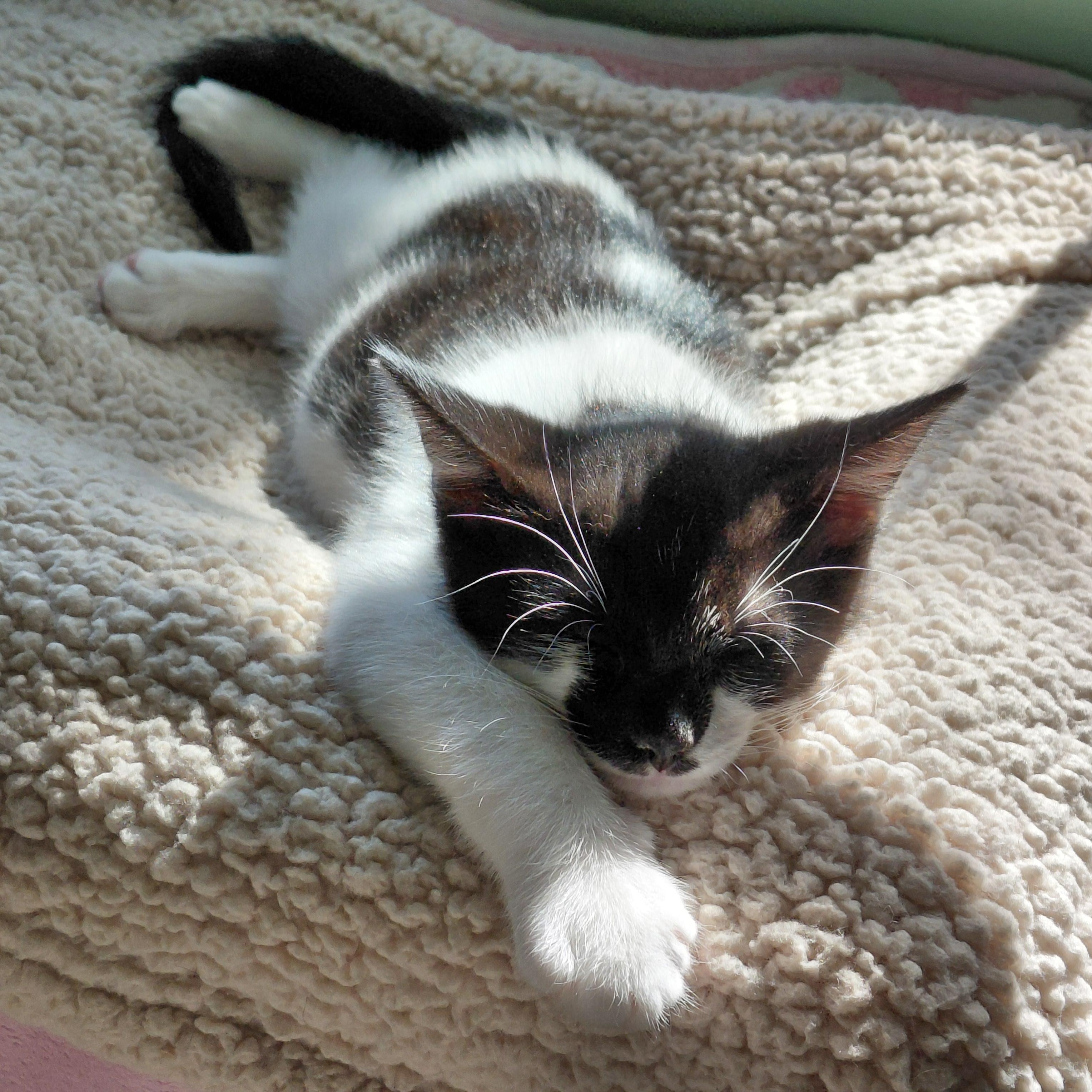 Enlarge Bon Bon, a ADOPTABLE mixed breed in Melbourne, FL image 2/2
