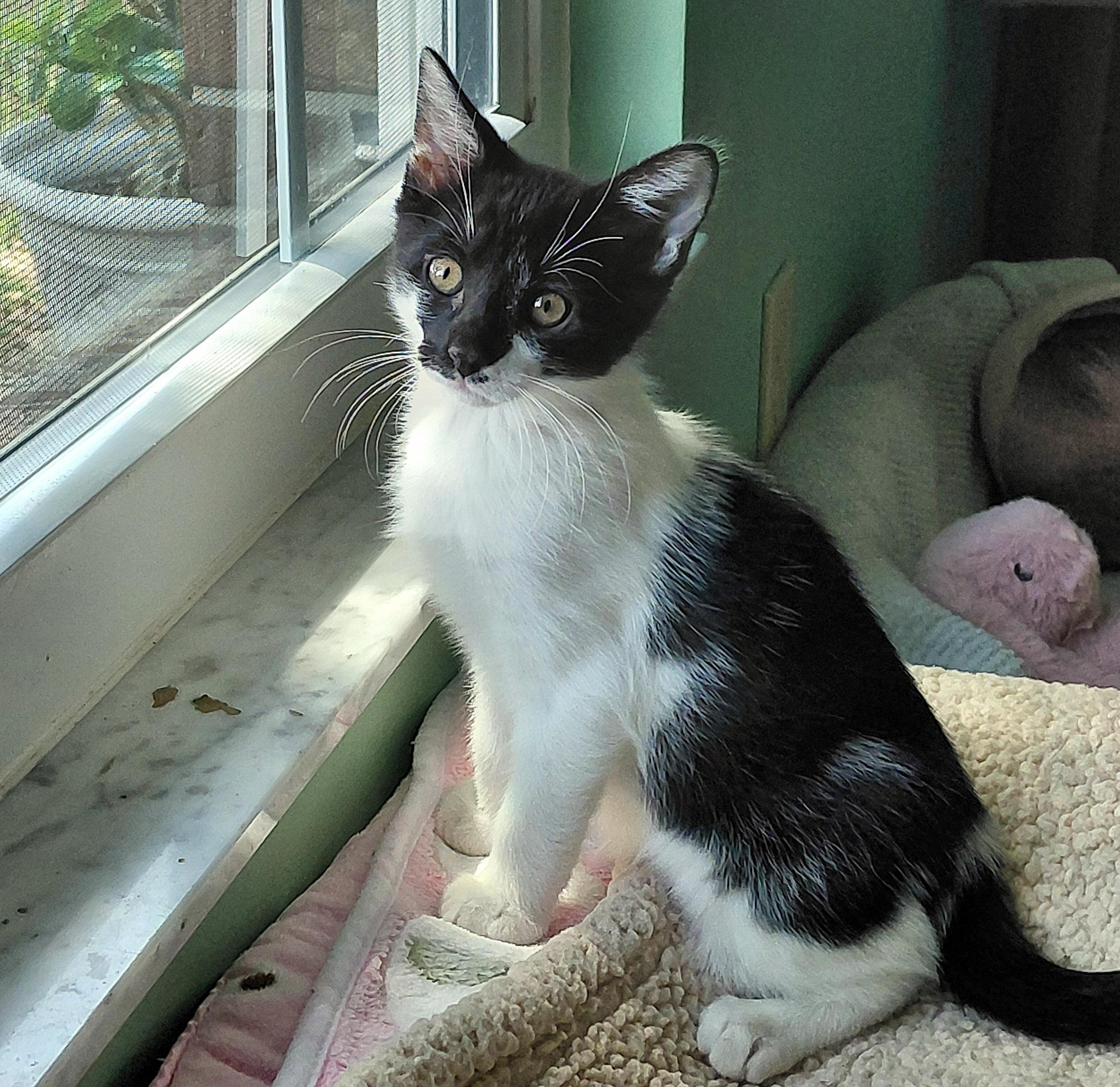 Bon Bon, an adopted mixed breed in Melbourne, FL image 2/4
