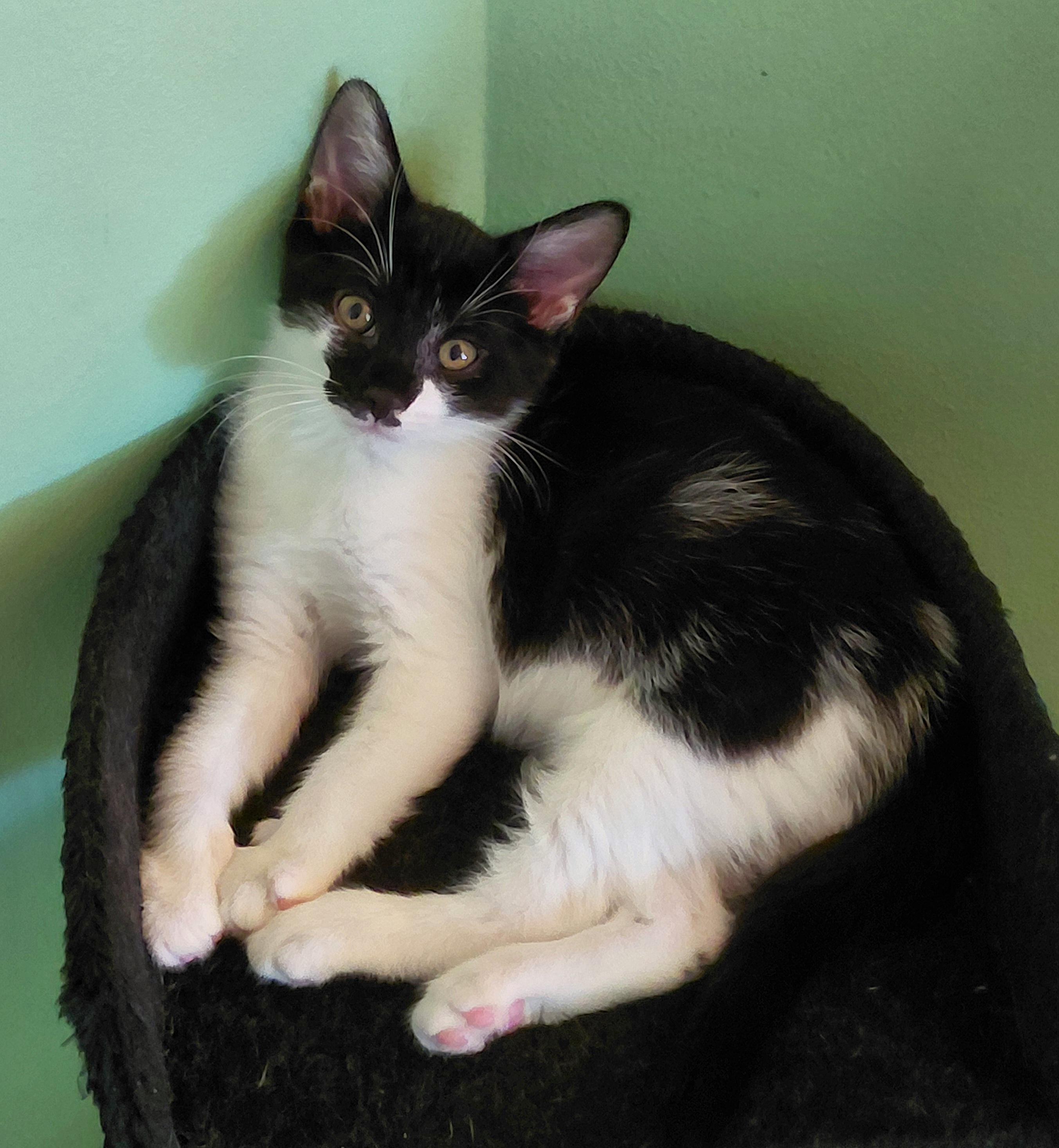 Bon Bon, ADOPTABLE, Kitten Male Tuxedo & Domestic Short Hair.