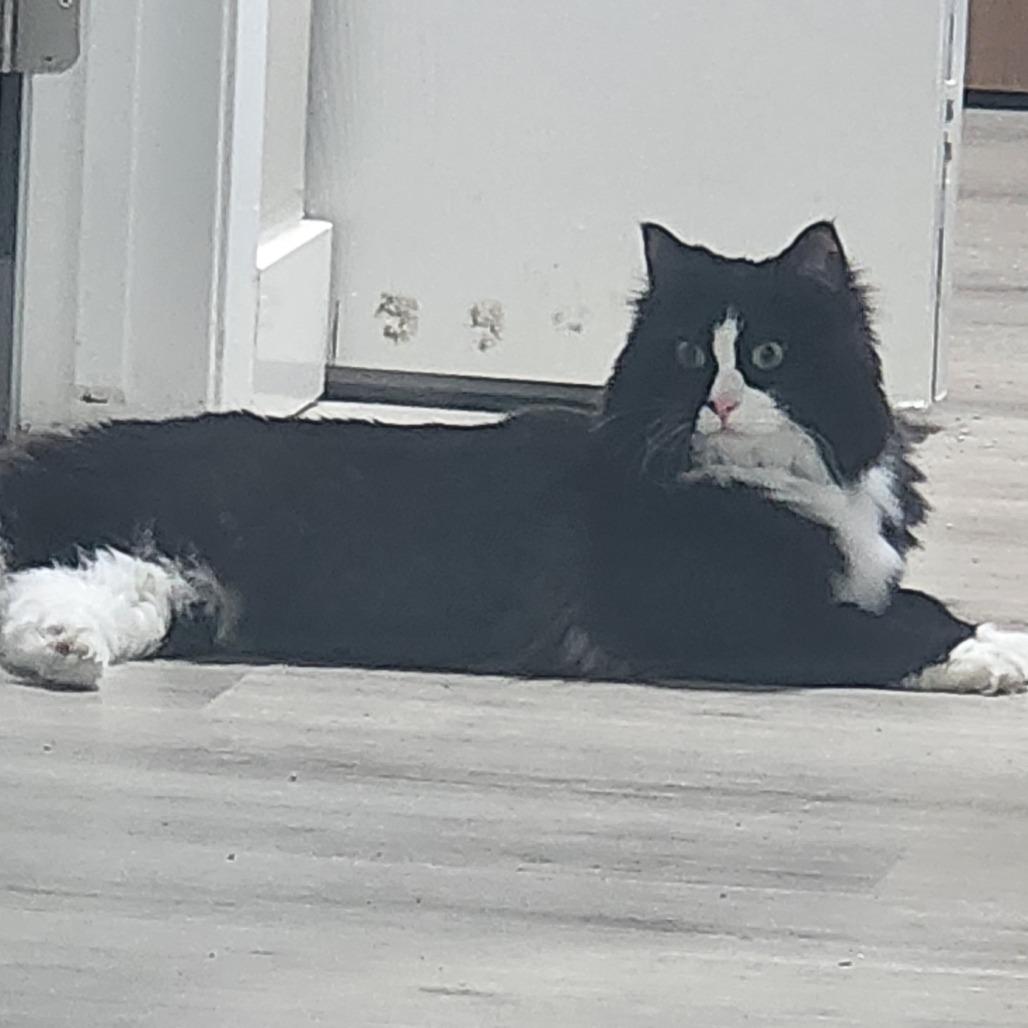 Minx, Adoptable, Adult Female Domestic Short Hair.