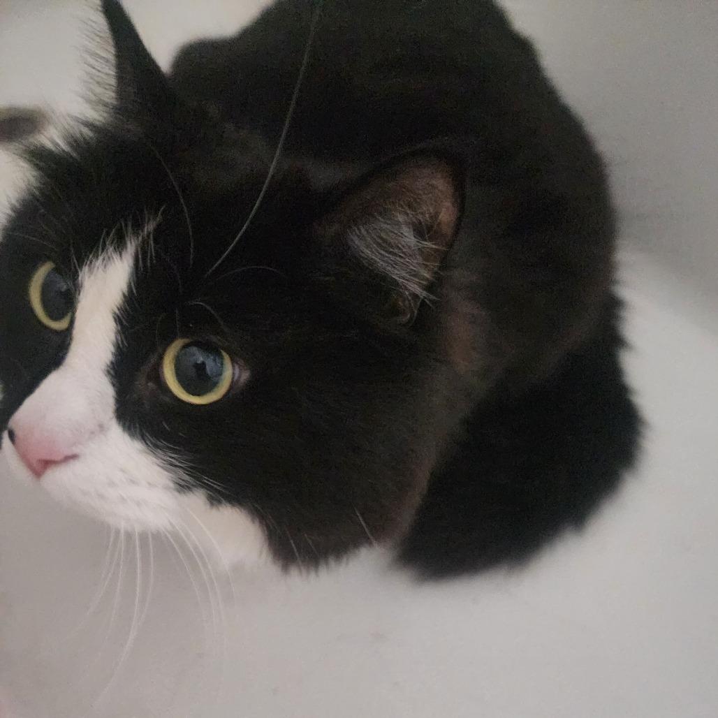 Minx, a Adoptable Domestic Short Hair in Madison, WI image 2/2