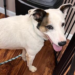 Enlarge Snow White, a Adoptable Mixed Breed in Edwards, IL image 1/1