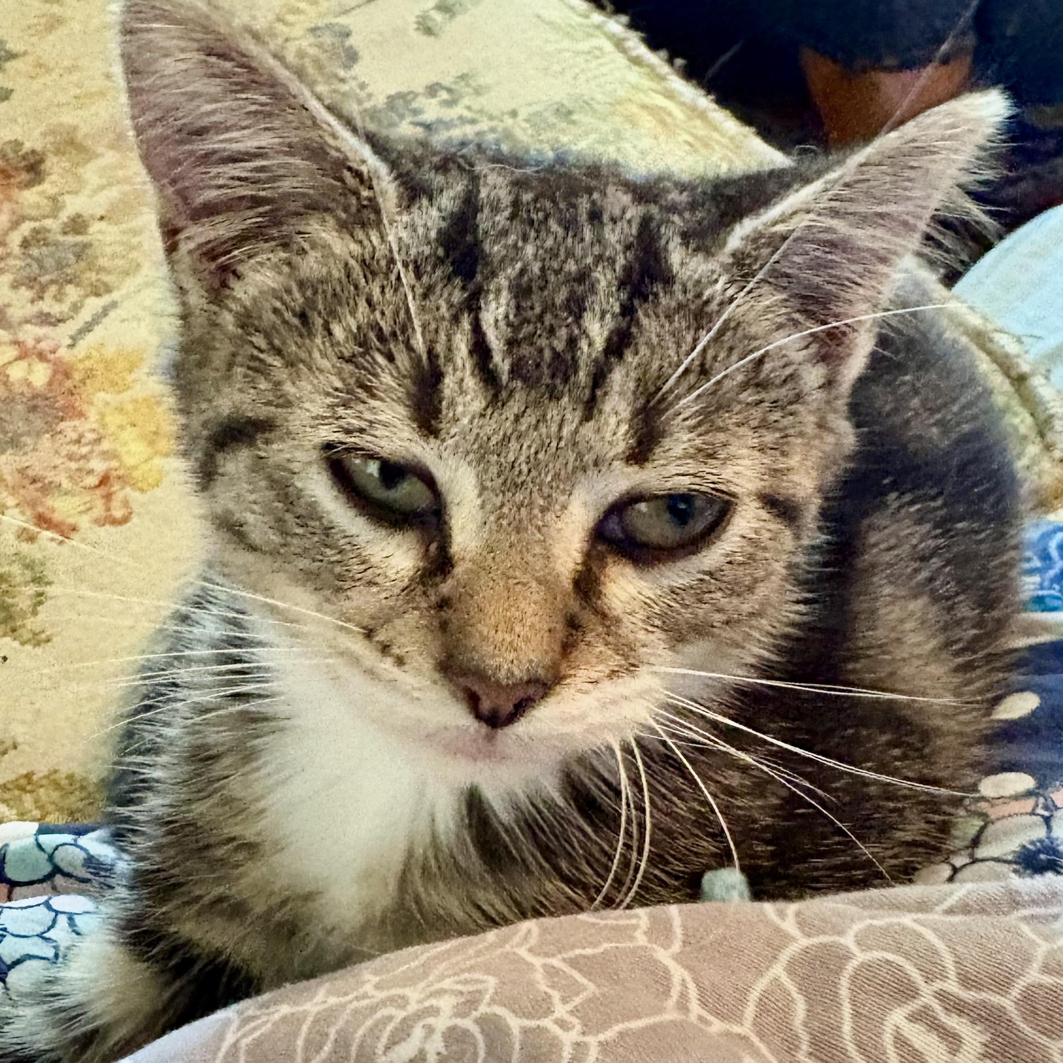 Sorry, I'm not Sorry, Adoptable, Young Male Domestic Short Hair.