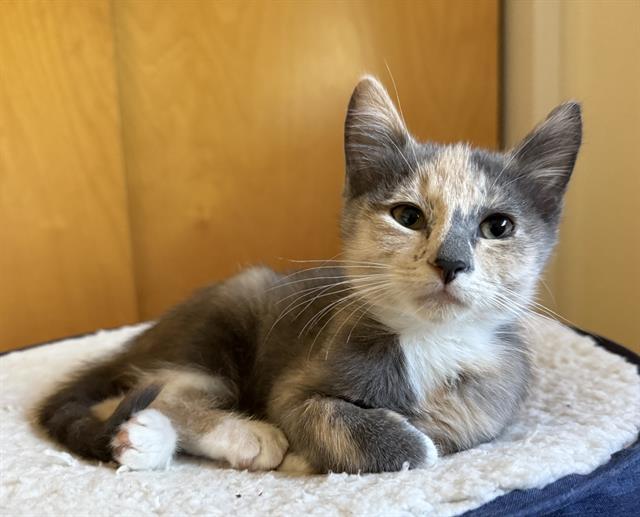 PEARL, Adoptable, Kitten Female Domestic Short Hair.