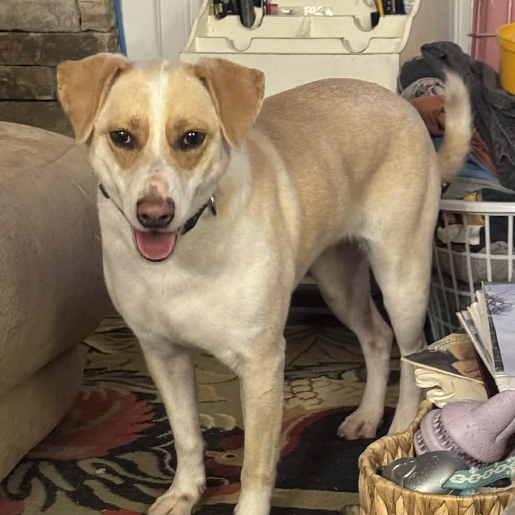 Enlarge Penelope, a Adoptable Labrador Retriever in Hope Mills, NC image 1/1