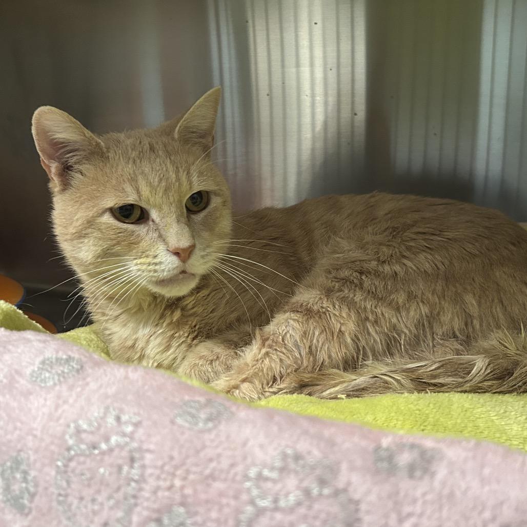 Enlarge Pumpkin, a Adoptable Domestic Short Hair in Oyster Bay, NY image 1/1