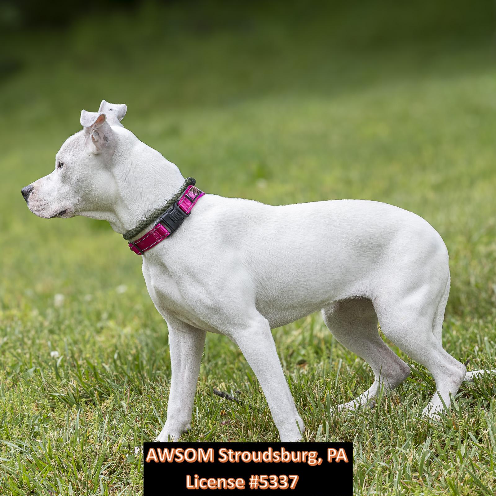 Enlarge Hunny Bunny, a ADOPTABLE mixed breed in Stroudsburg, PA image 3/3
