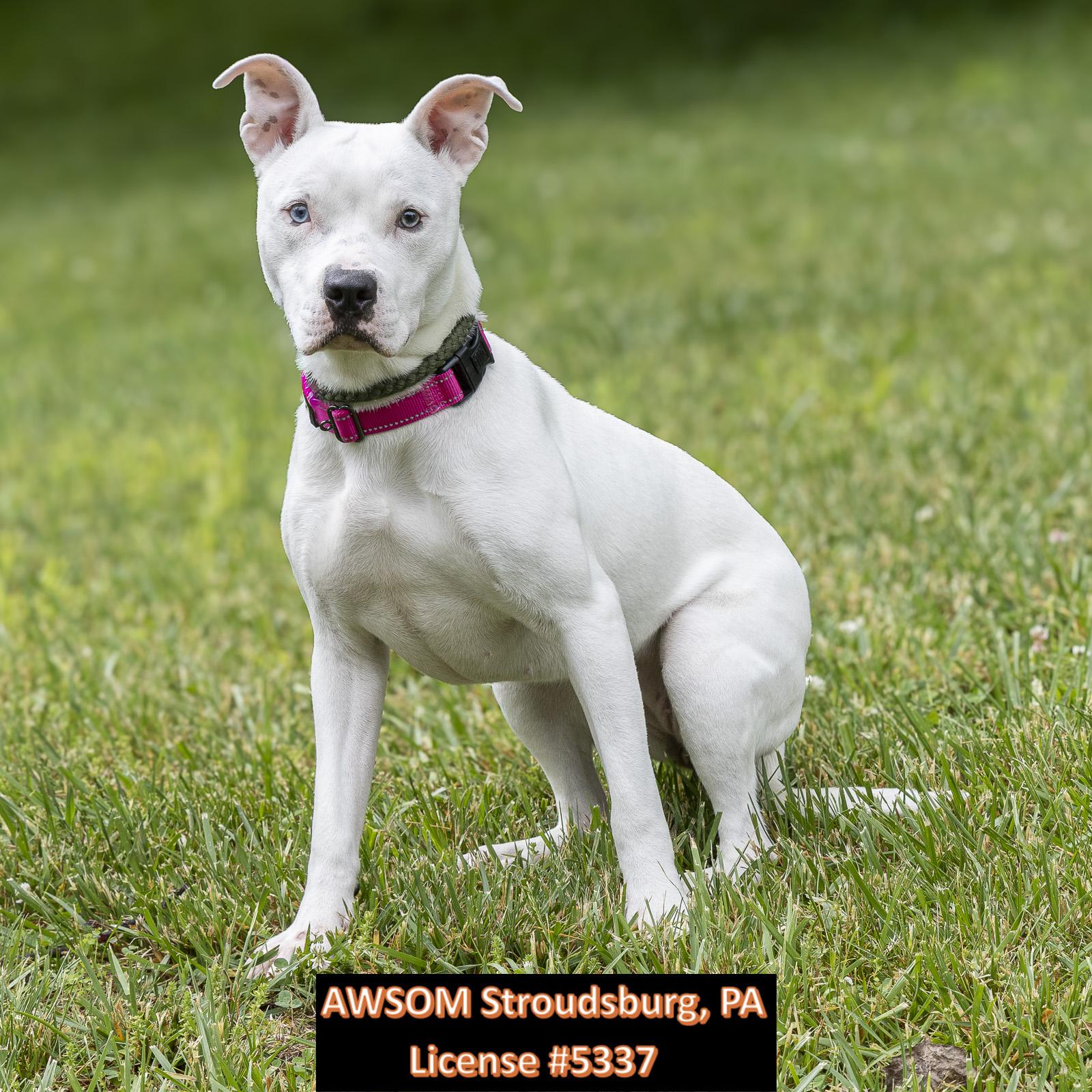Hunny Bunny, ADOPTABLE, Young Female Pit Bull Terrier.