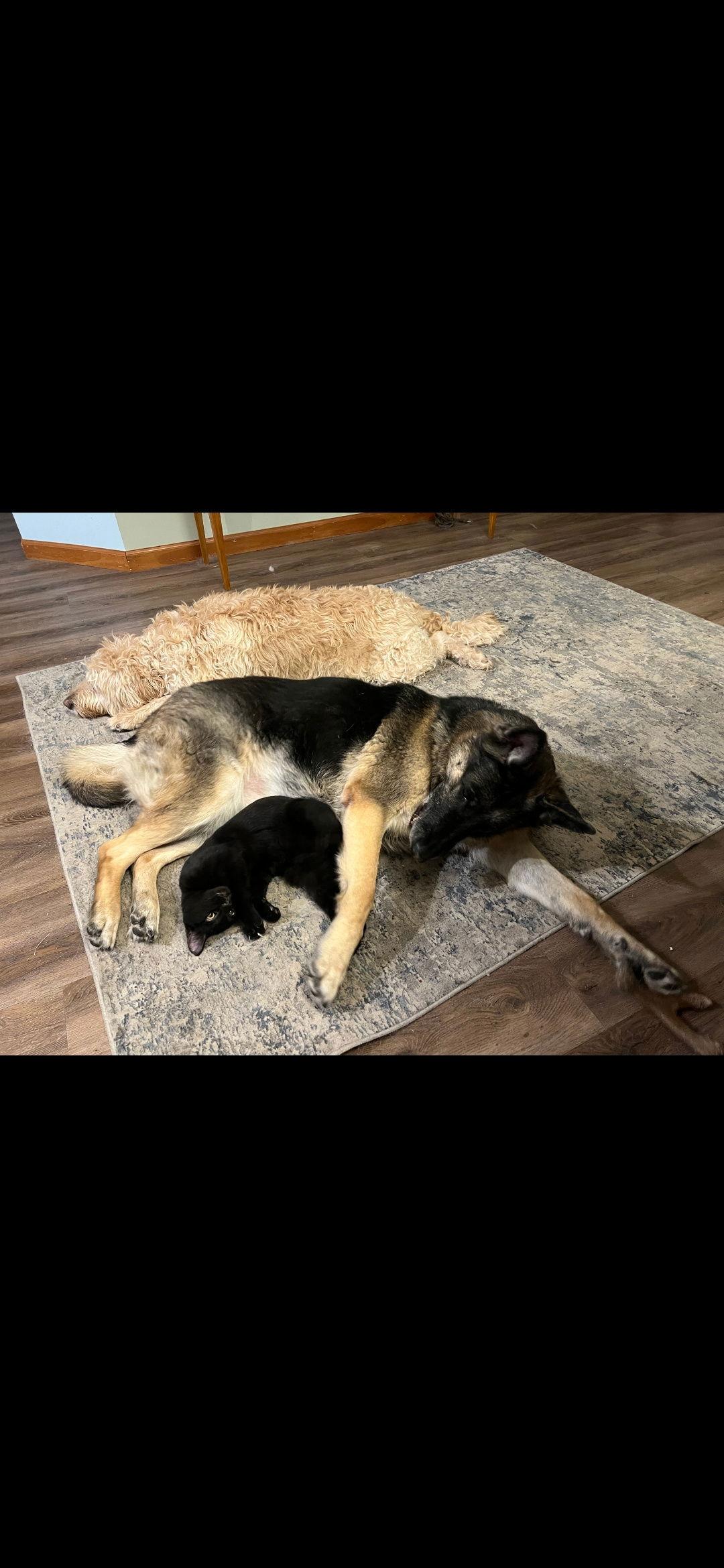 Enlarge Crow, a Adoptable Domestic Short Hair in Harrisburg, PA image 1/2