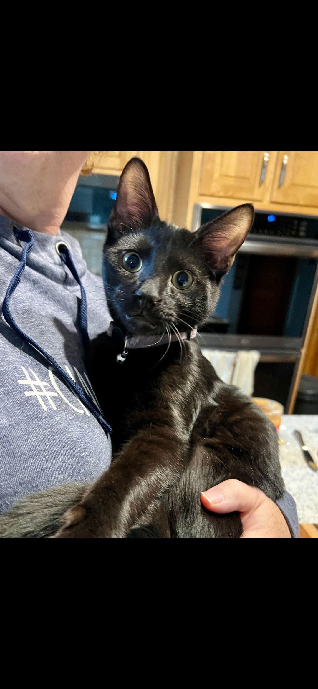 Enlarge Crow, a Adoptable Domestic Short Hair in Harrisburg, PA image 2/2