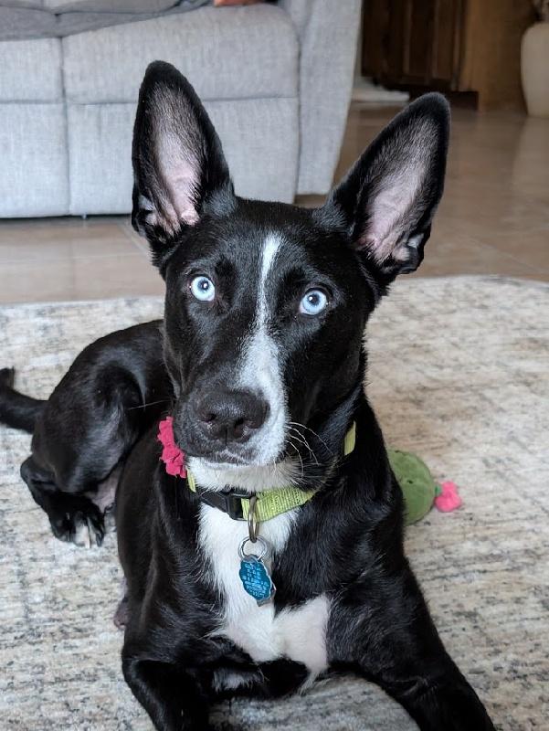 ONYX, Adoptable, Adult Female Border Collie.