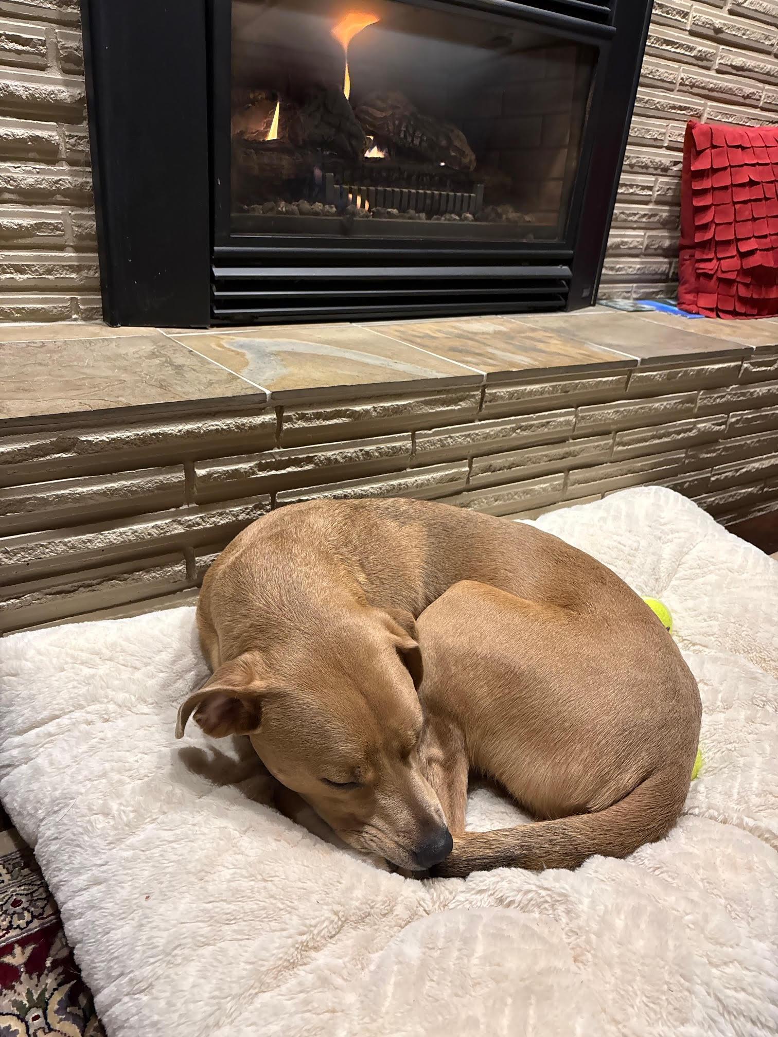 Enlarge Joey, a Adoptable Mixed Breed in Saskatoon, SK image 1/6