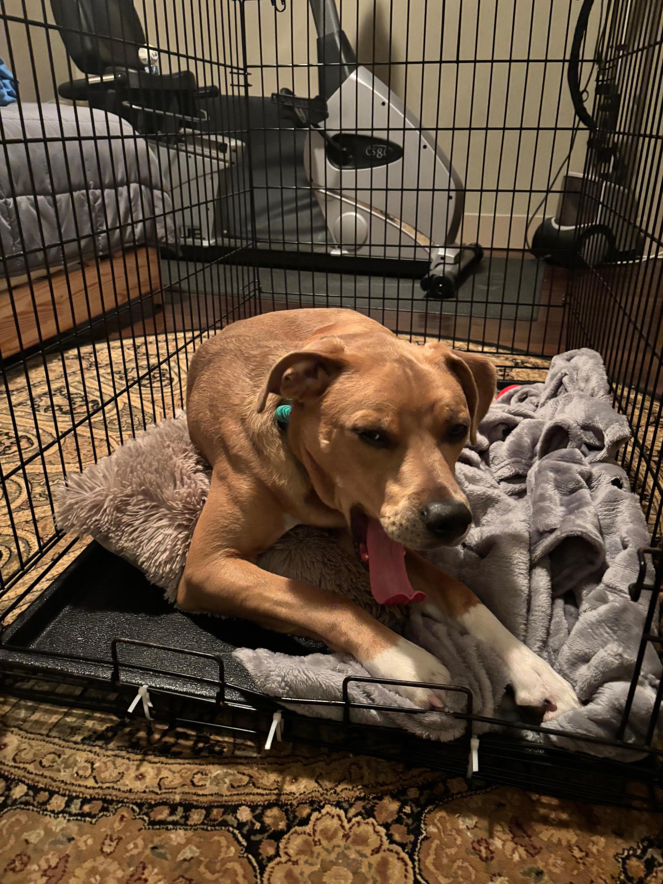 Enlarge Joey, a Adoptable Mixed Breed in Saskatoon, SK image 2/6