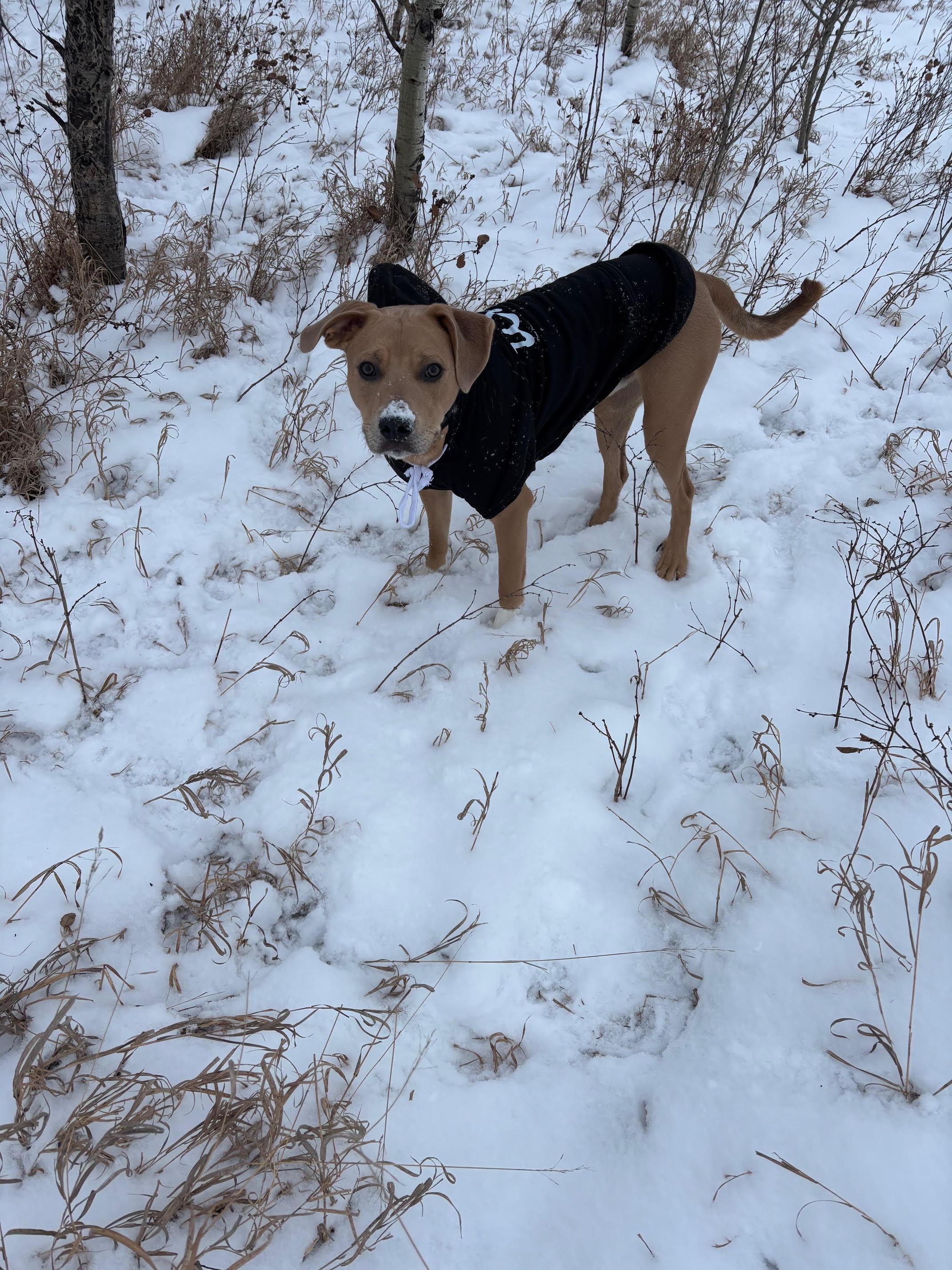 Enlarge Joey, a Adoptable Mixed Breed in Saskatoon, SK image 3/6