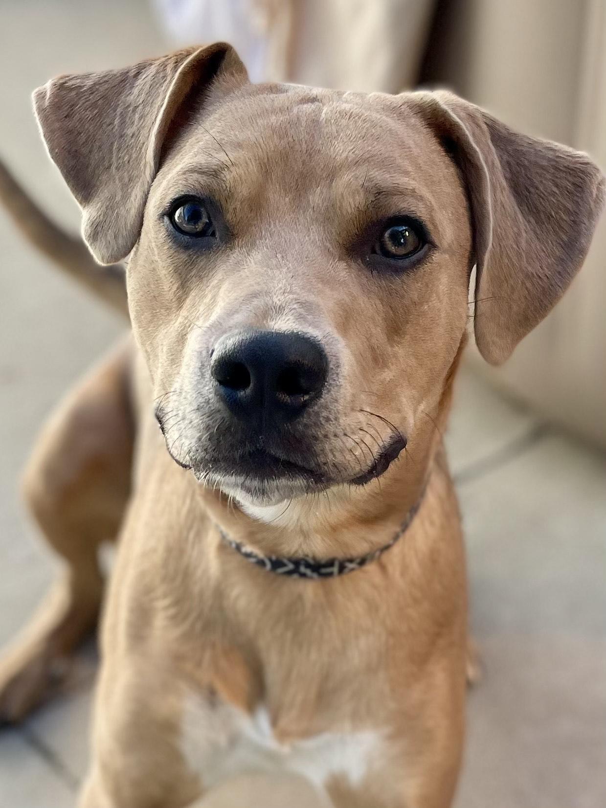 Joey, Adoptable, Young Male Mixed Breed.