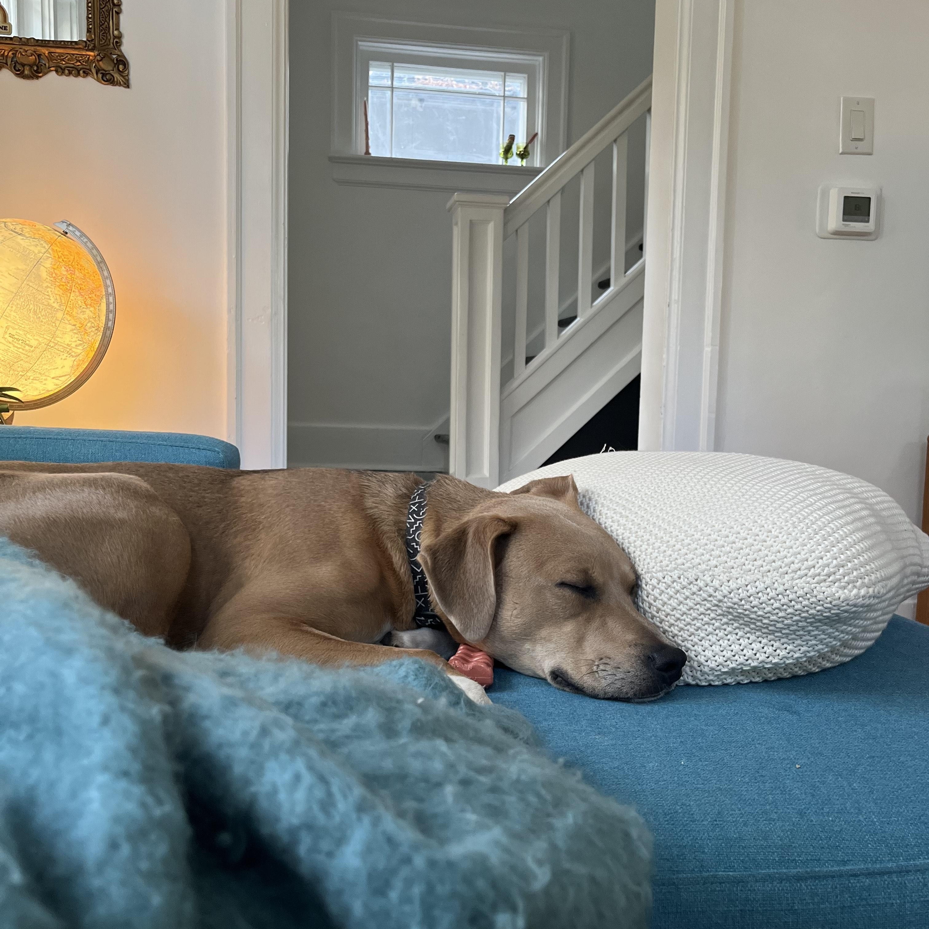 Joey, a Adoptable Mixed Breed in Saskatoon, SK image 2/6