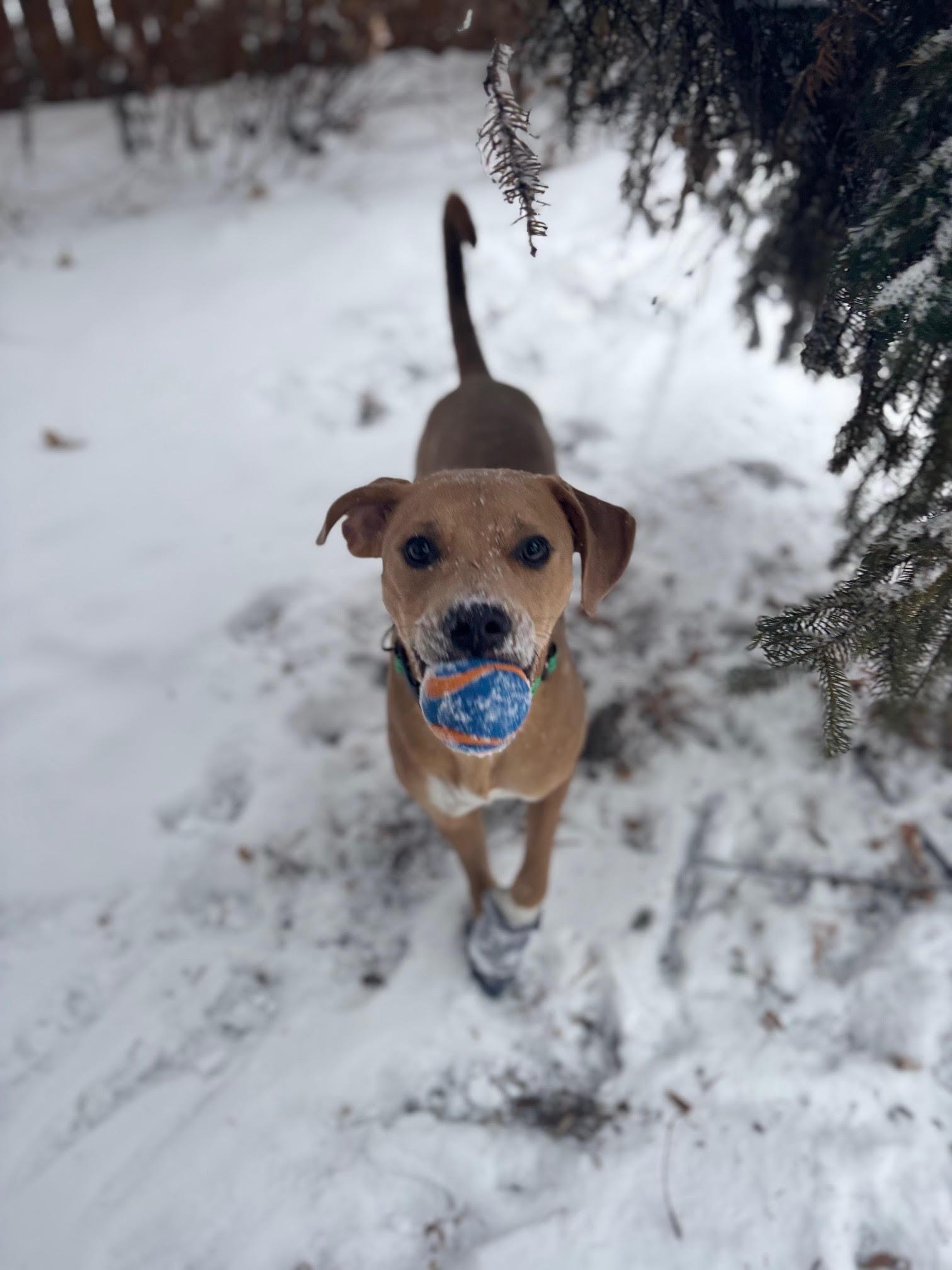 Enlarge Joey, a Adoptable Mixed Breed in Saskatoon, SK image 5/6