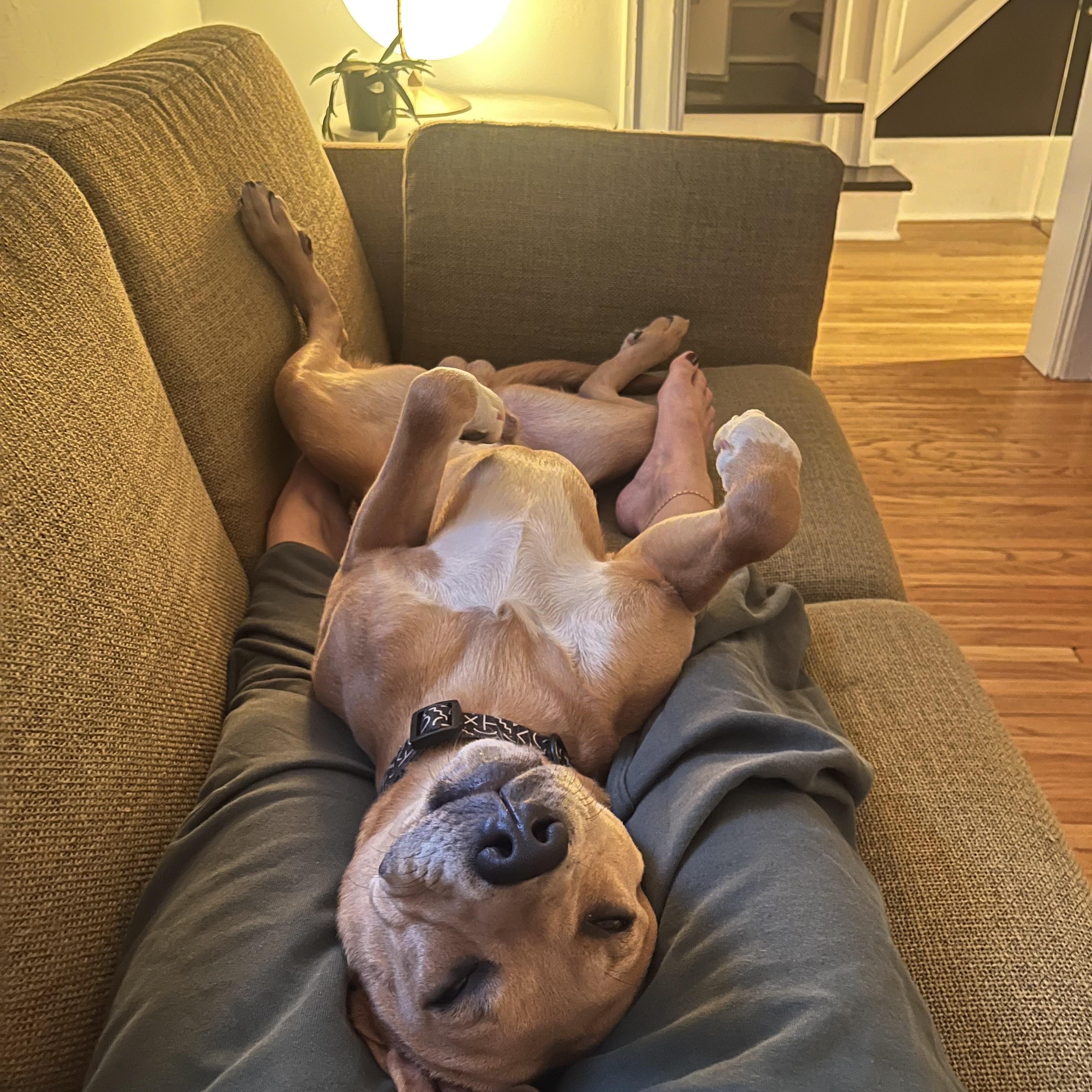 Joey, a Adoptable Mixed Breed in Saskatoon, SK image 4/6