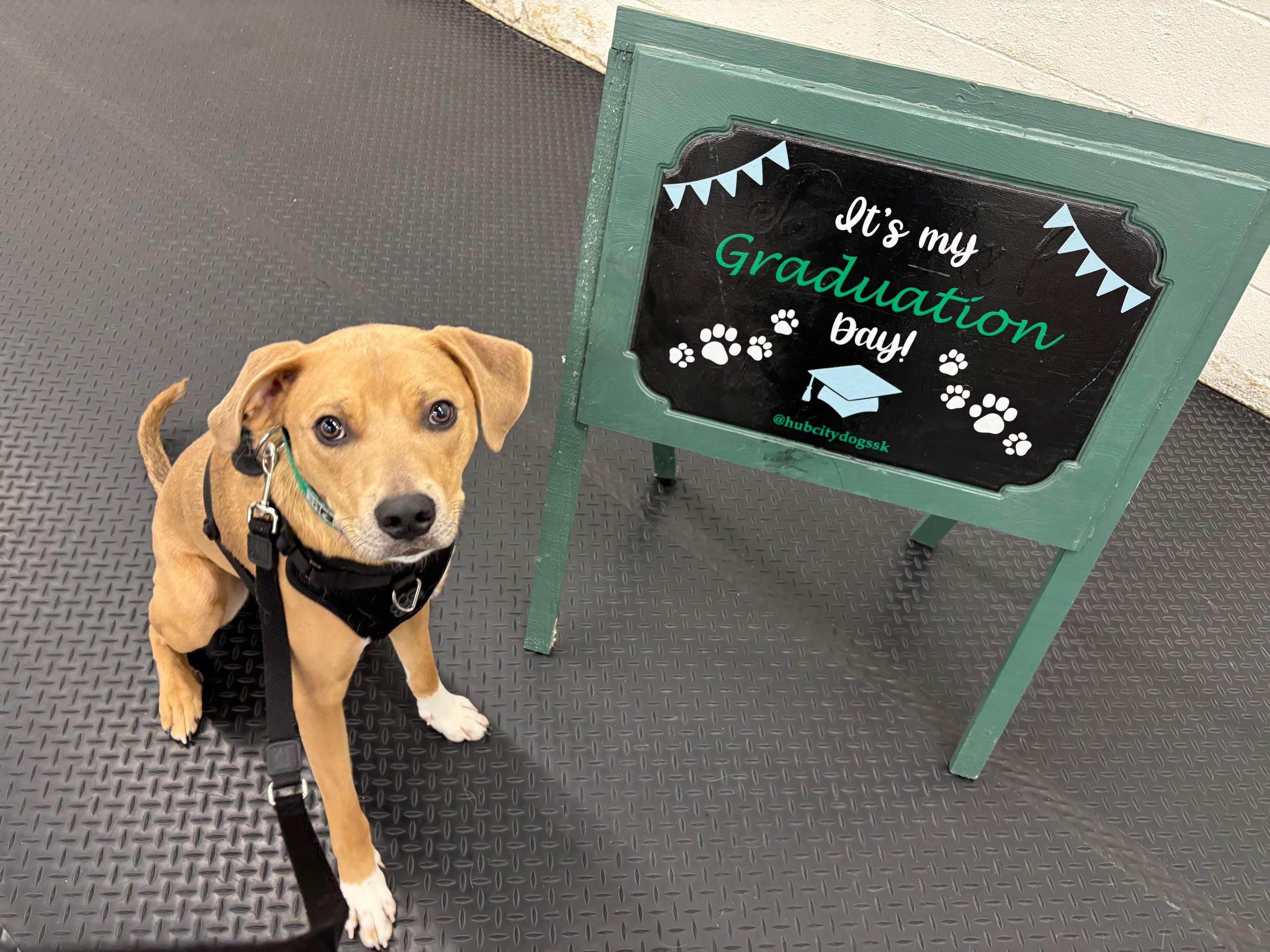 Enlarge Joey, a Adoptable Mixed Breed in Saskatoon, SK image 6/6