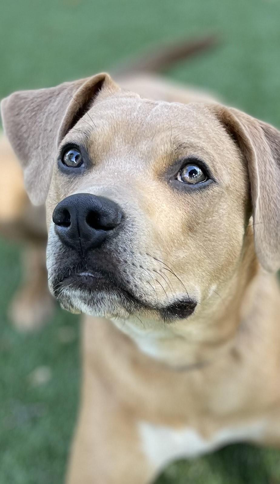 Joey, a Adoptable Mixed Breed in Saskatoon, SK image 5/6