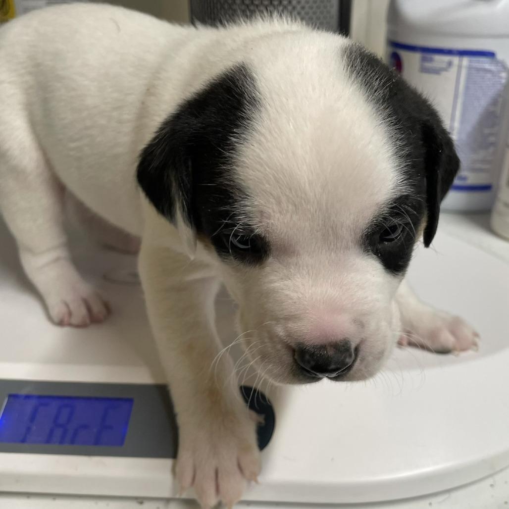 Enlarge Duke, a Adoptable mixed breed in Mundelein, IL image 1/1