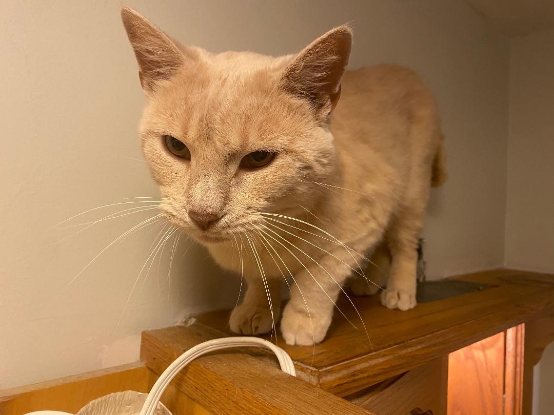 Linus, Adult Male Domestic Short Hair