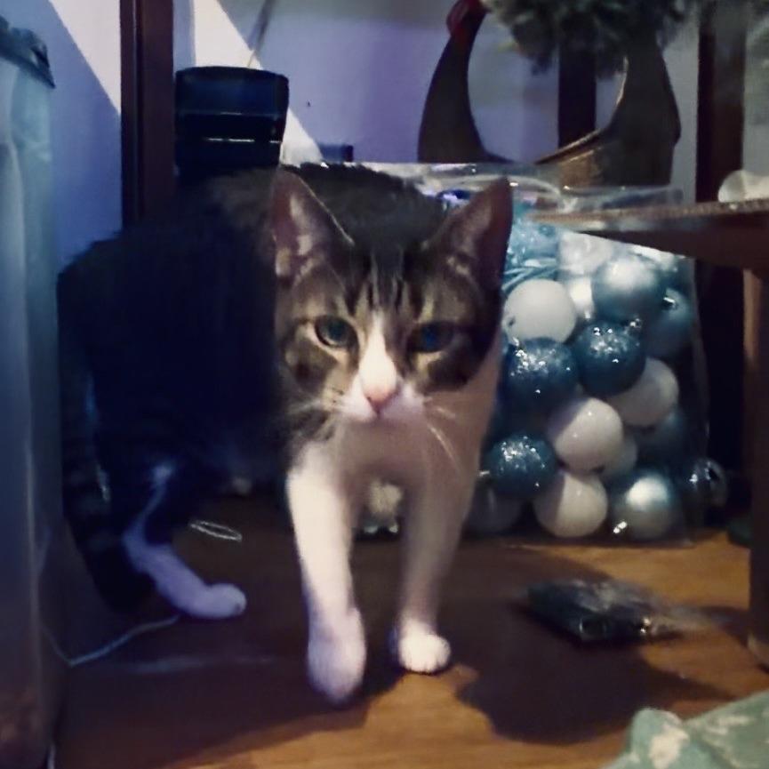 Cotton — thumbnail 2