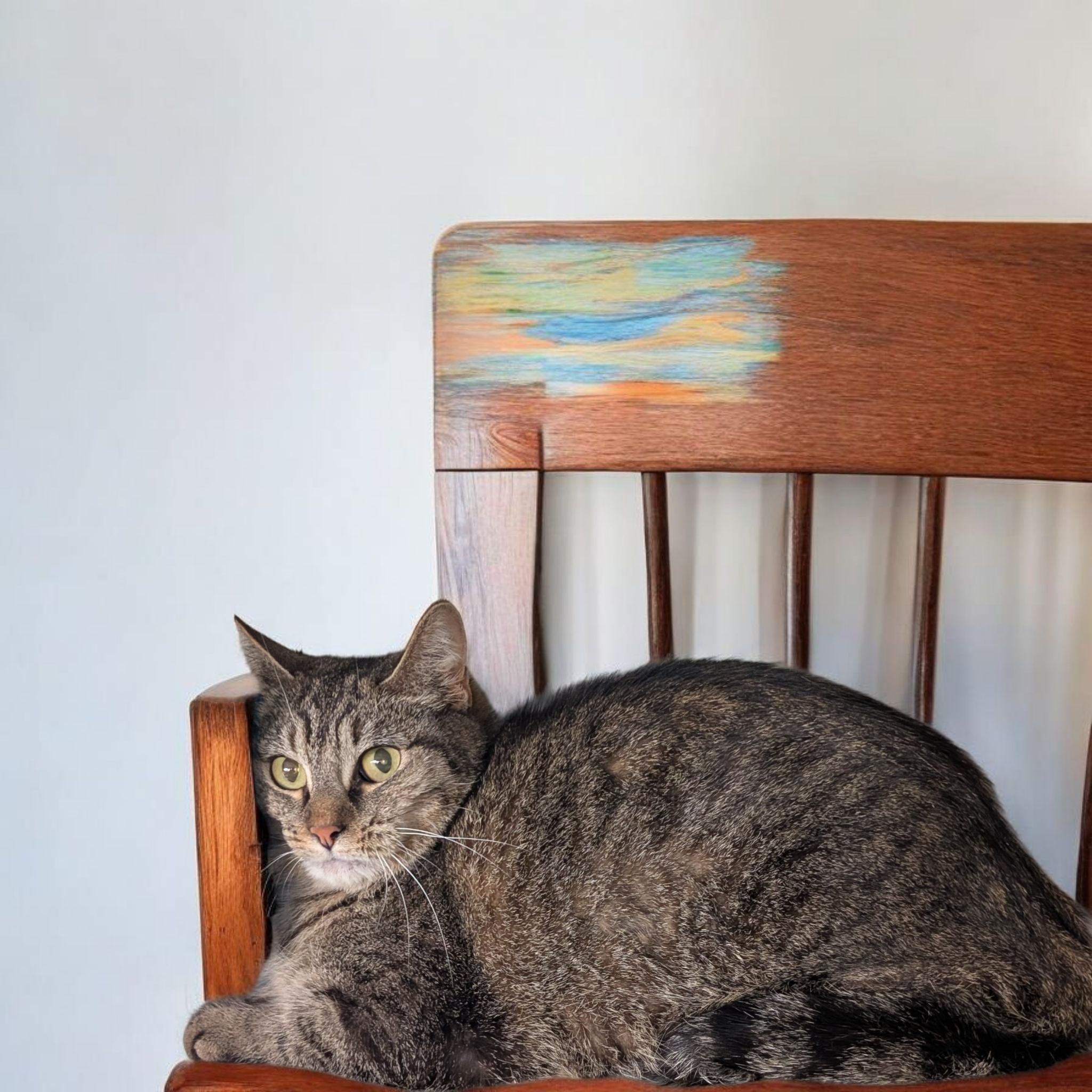 Violet CT, Adult Female Domestic Short Hair