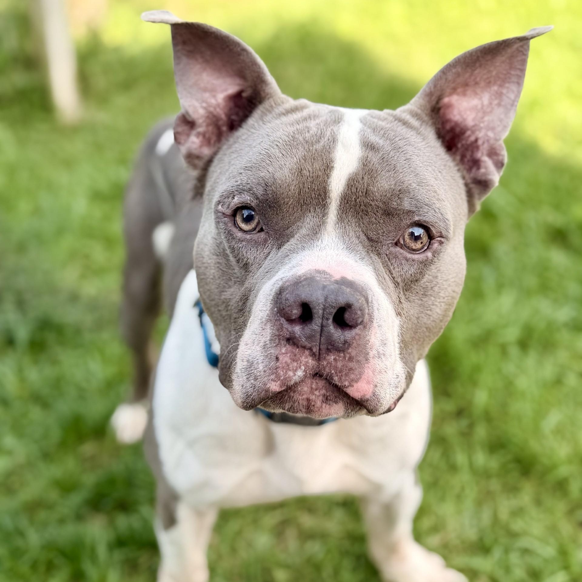 Blue, Adoptable, Adult Male American Bully.