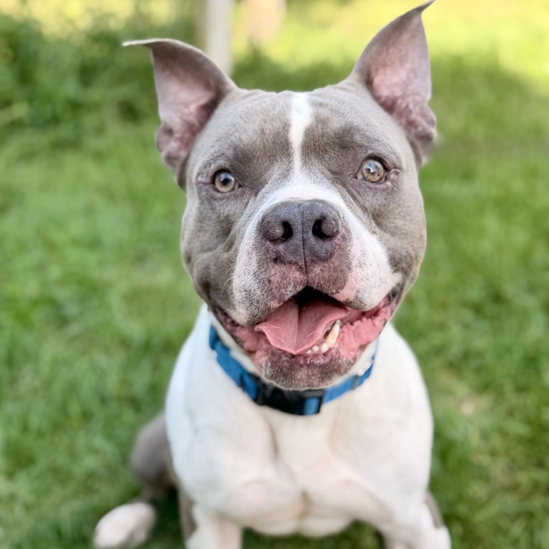 Enlarge Blue, a Adoptable American Bully in Manahawkin, NJ image 2/2
