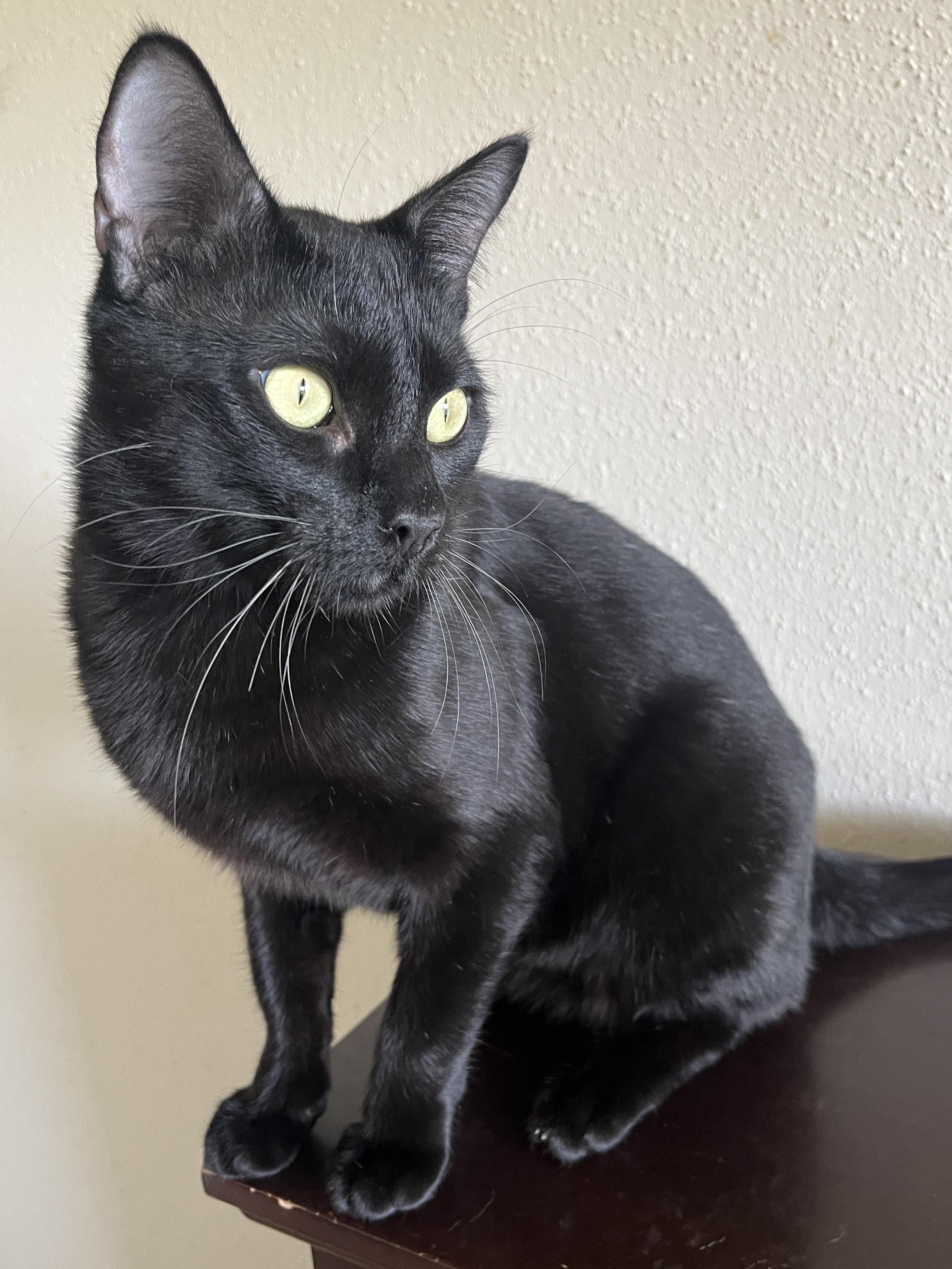 Enlarge Larry, a Adoptable mixed breed in Waller, TX image 3/3