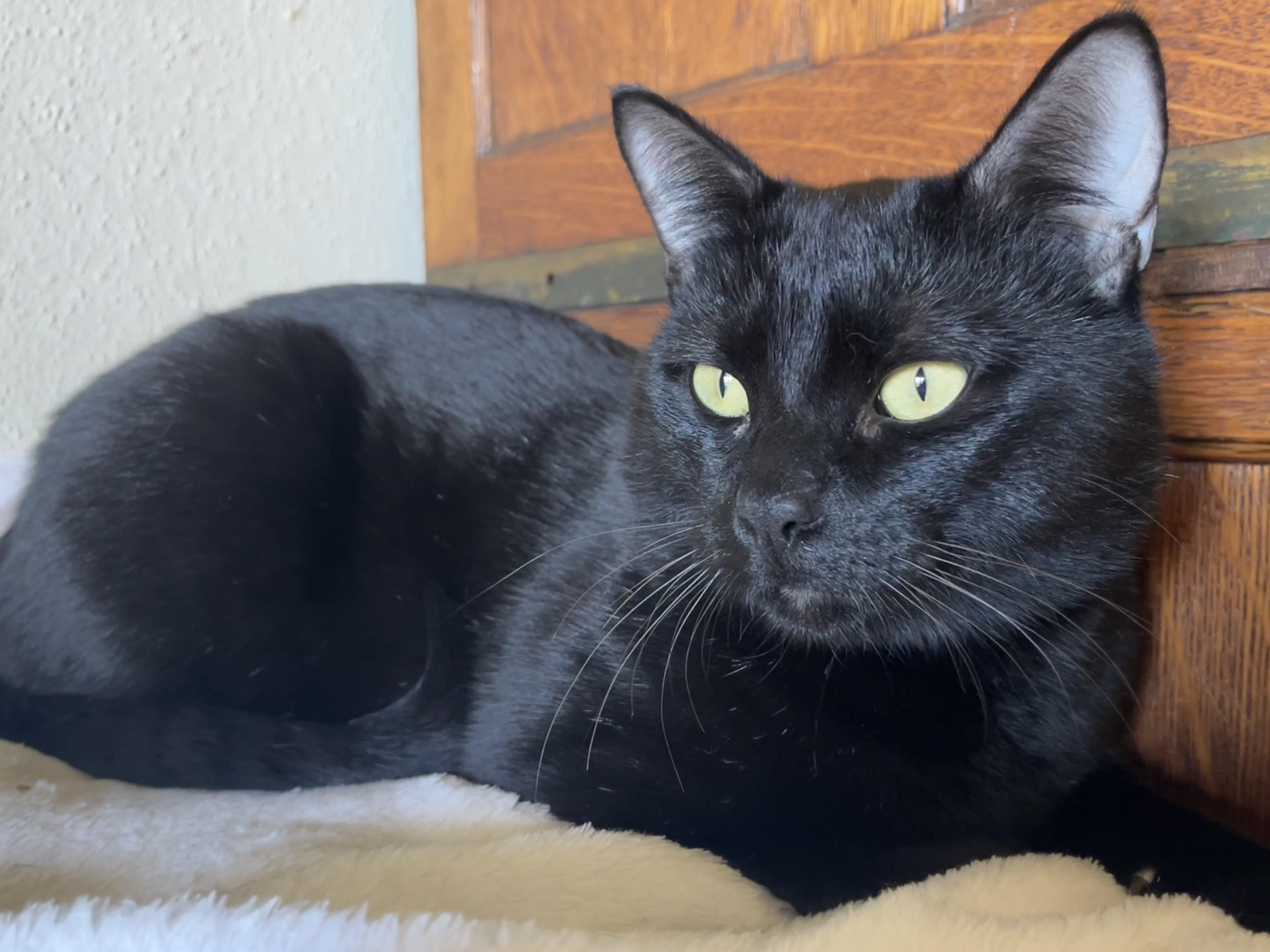 Larry, Adoptable, Young Male Domestic Short Hair & Bombay.