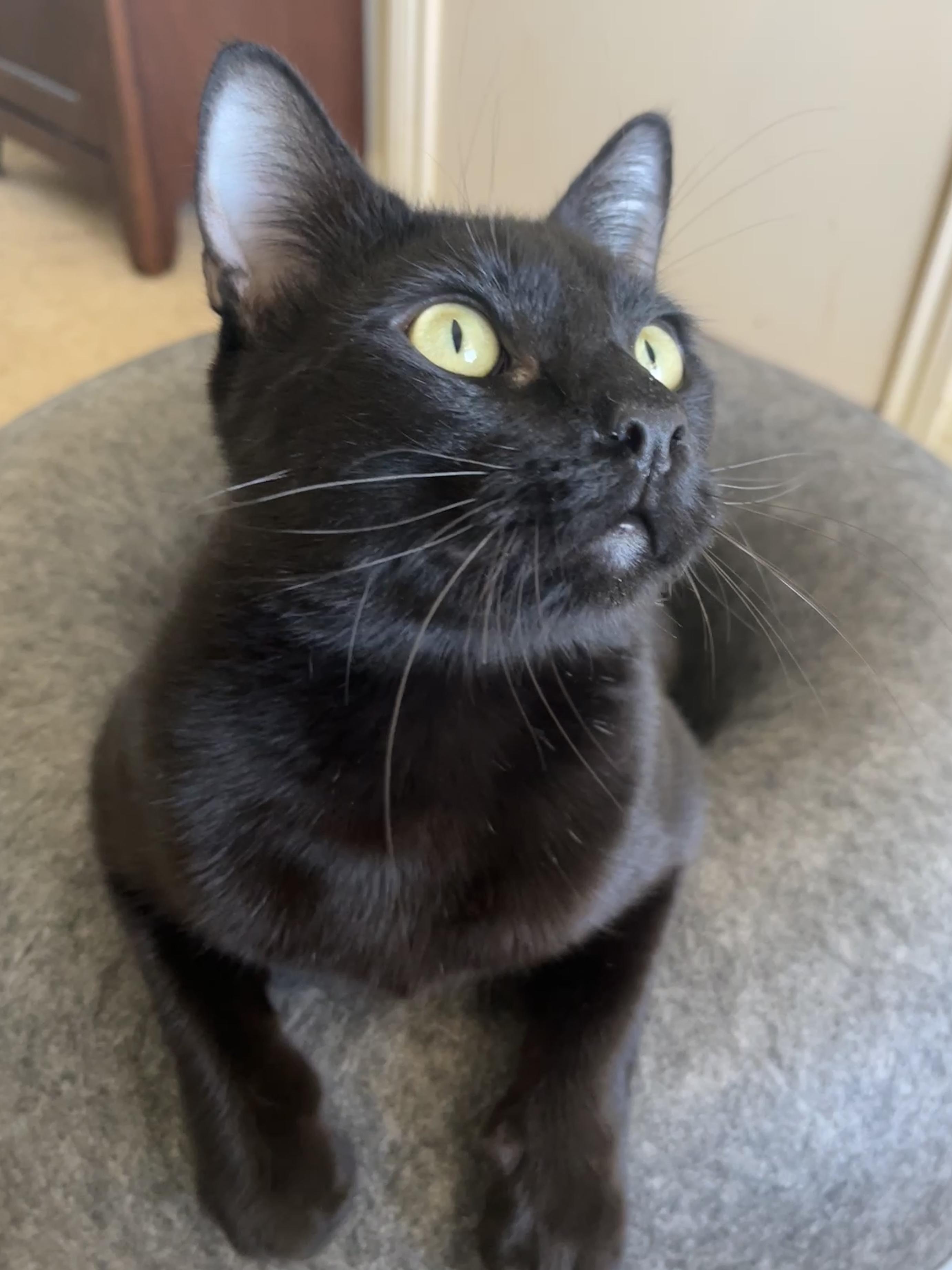 Enlarge Larry, a Adoptable mixed breed in Waller, TX image 2/3