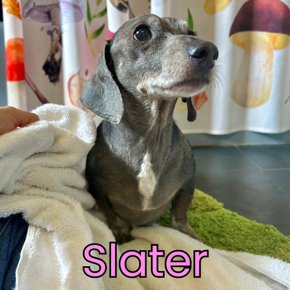 Slater, Adopted, Senior Male Dachshund.