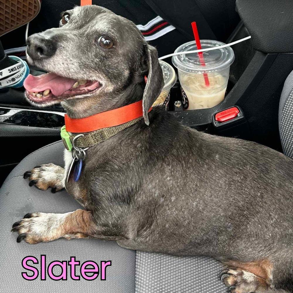 Slater, a Adopted Dachshund in San Antonio, TX image 2/3