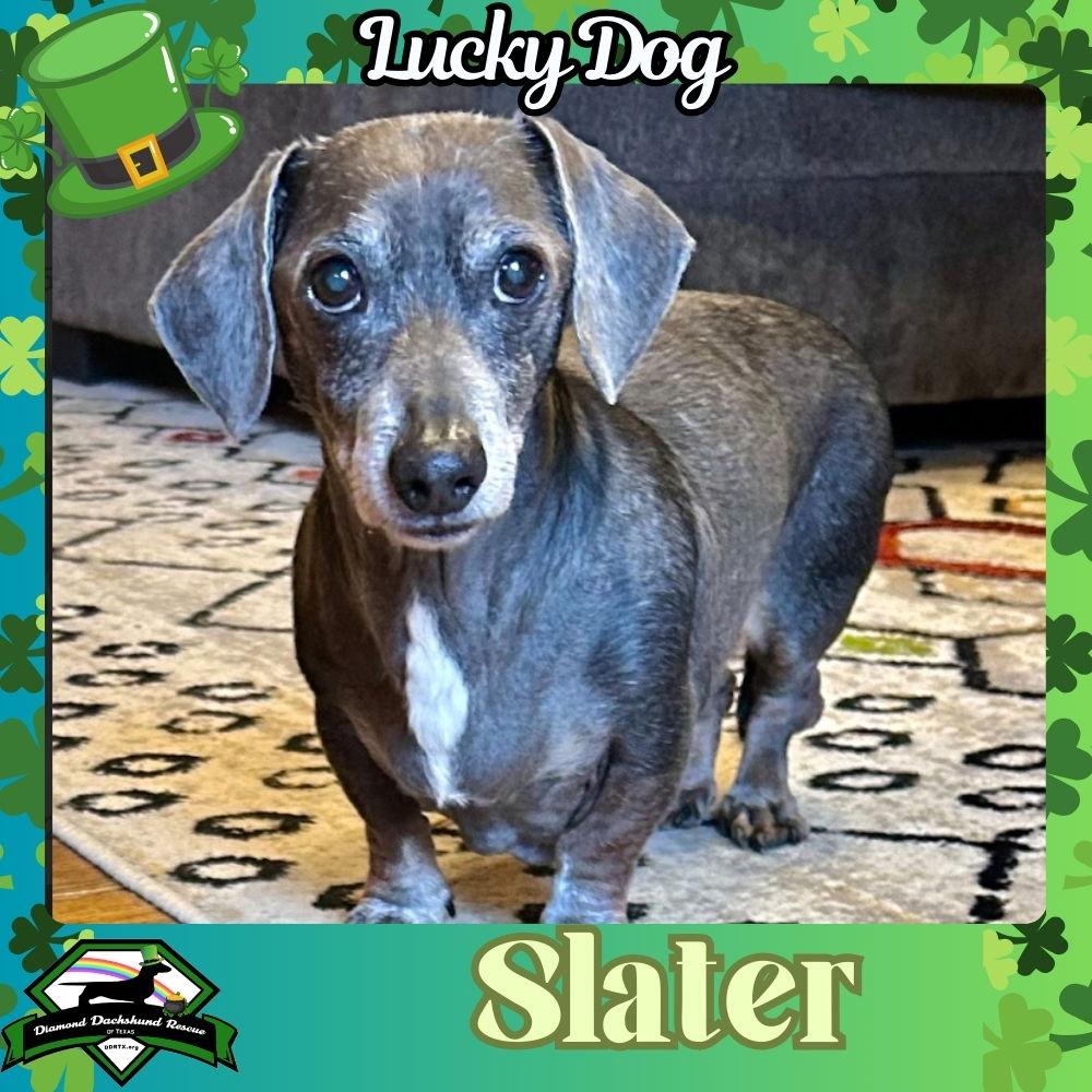 Slater, a Adopted Dachshund in San Antonio, TX image 3/3