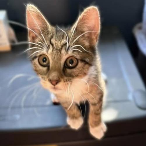 Bruno, adopted, Kitten Male Domestic Short Hair.