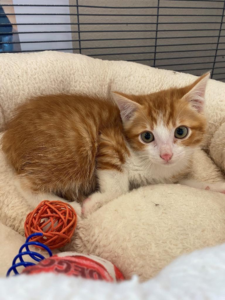 Kermit (Miney), a Adoptable mixed breed in Newberg, OR image 1/4