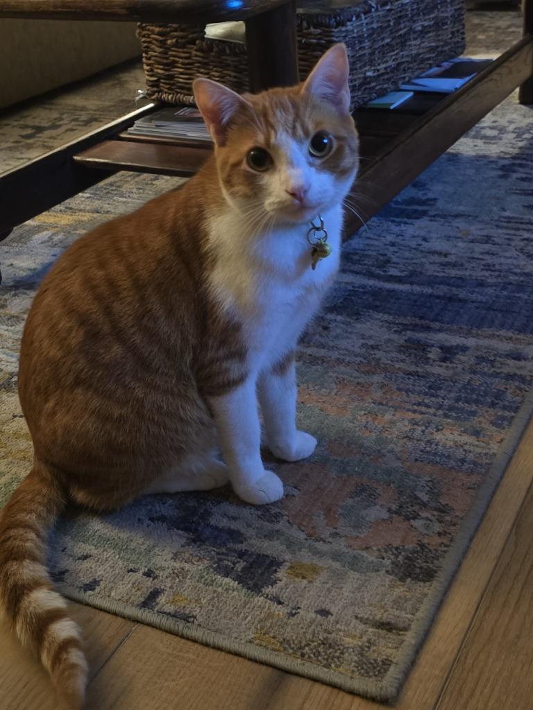 Kermit (Miney), a Adoptable mixed breed in Newberg, OR image 2/4