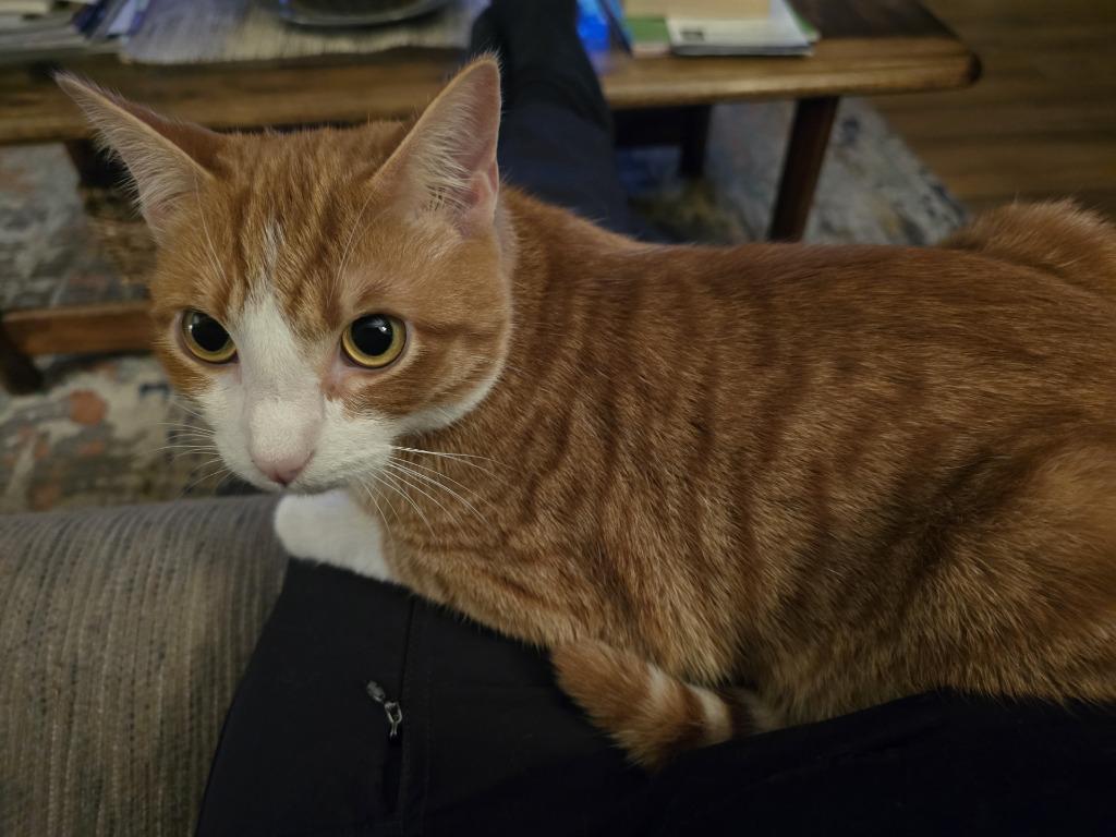 Kermit (Miney), a Adoptable mixed breed in Newberg, OR image 3/4