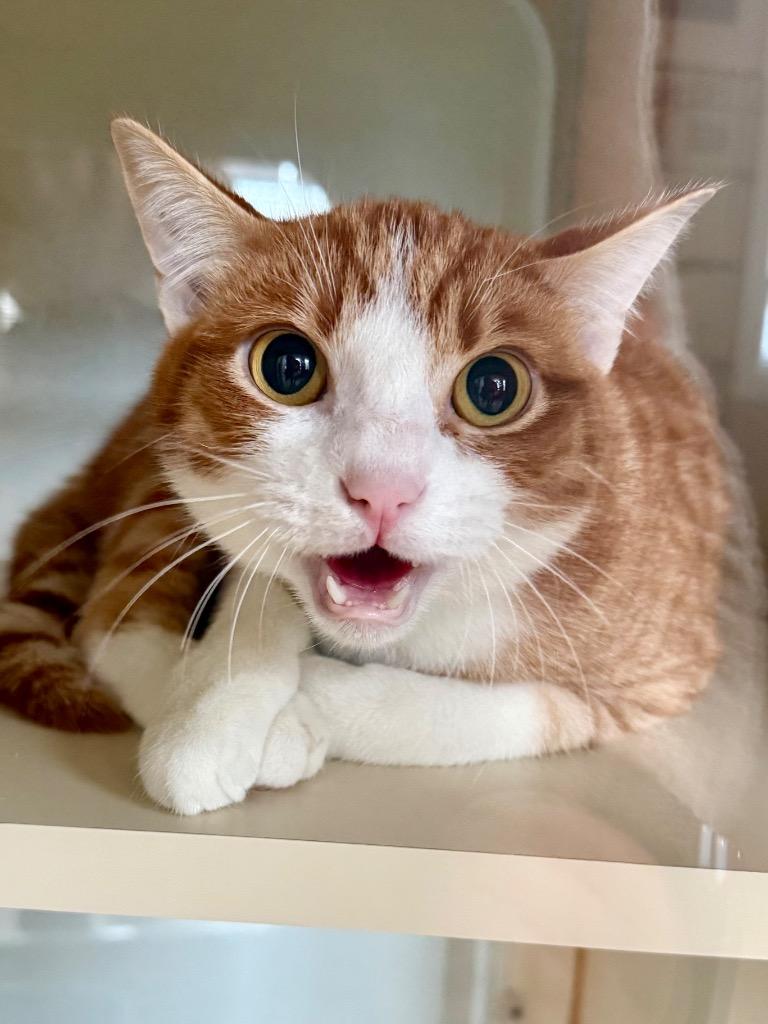 Kermit (Miney), a Adoptable mixed breed in Newberg, OR image 4/4