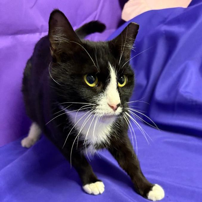 Huntress, Adoptable, Young Female Domestic Short Hair.