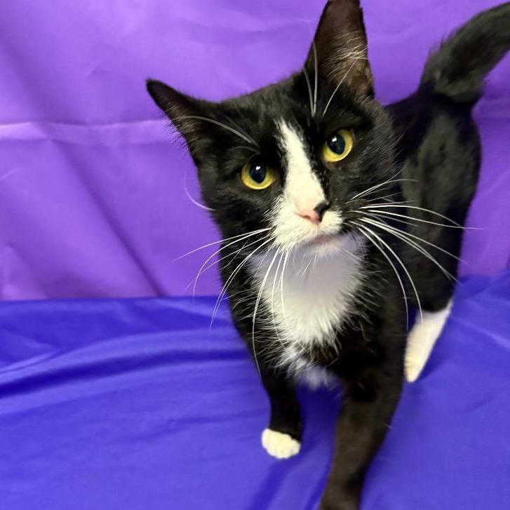 Enlarge Huntress, a Adoptable Domestic Short Hair in North Myrtle Beach, SC image 2/3