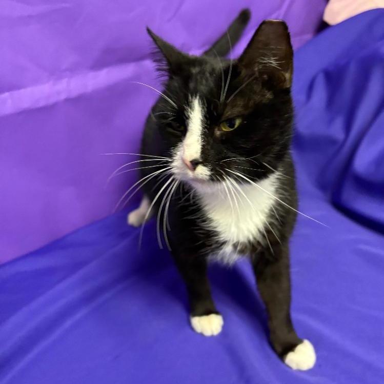 Enlarge Huntress, a Adoptable Domestic Short Hair in North Myrtle Beach, SC image 3/3