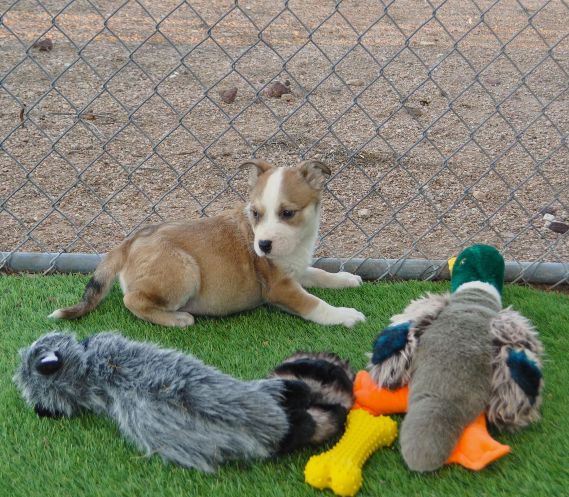 Enlarge Funky, a ADOPTABLE mixed breed in Apache Junction, AZ image 3/4